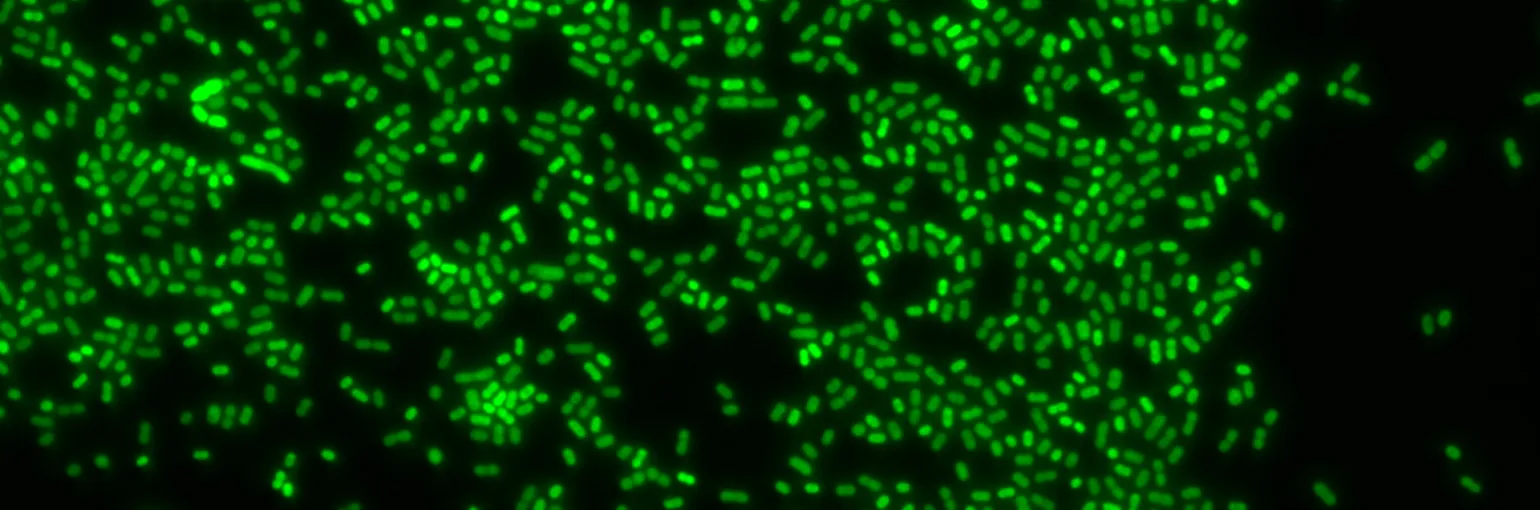 Bacterial cytoplasm (sfGFP)